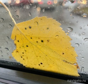 Если боишься мобилизации